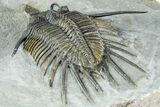 Spiny Psychopyge Trilobite - Short Snout Variant #362816-4